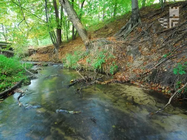 Rzeka Wiercica wije siÄ malowniczo wĹrĂłd zĹotopotockich lasĂłw stwarzajÄc wyjÄtkowy klimat ZĹotej Krainy PstrÄga.
